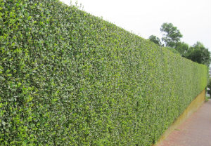hedge-cutting-maintenance-battersea