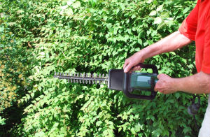 hedge-trimming-battersea